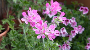 Image result for Pelargonium