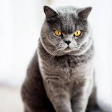 Grey tabby cats grey kitten cat with blue eyes gray eyes big eyes cat sitter silver cat here kitty kitty kitty cats. 13 Gorgeous Grey Cat Breeds Lovetoknow