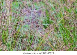 Image result for Fimbristylis quinquangularis