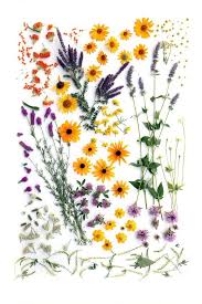 Purple haze agastache plant (hummingbird mint) unavailable for 2021. Looks Like Leadplant Anise Hyssop Mountain Mint Bee Balm Purple Prairie Clover Butterfly Milkweed Blac Eyed Wild Flowers Planting Flowers Pressed Flowers