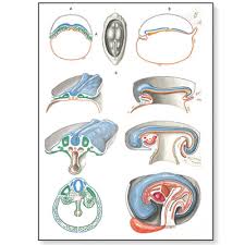 Embryology Ii Chart