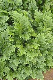 Image result for Selaginella vogelii