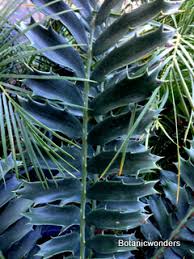 Image result for Encephalartos ferox
