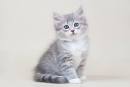 Siberian cat - Cat names