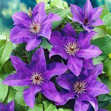 Get inspired, save in your collections, and share what you love on picsart. Clematis The President White Flower Farm