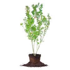 You'll love our great select of plants at the lowest prices. Wonderful Pomegranate Tree For Sale Buy Fruit Trees Perfect Plants