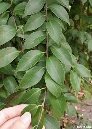 Image result for Embelia