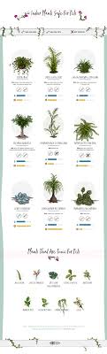 Poisonous Plants For Dog Infographic Plants Poisonous Plants Indoor Plants