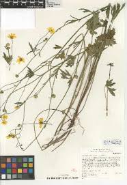 Image result for Ranunculus oreophytus
