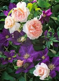 With a little thought it is possible to possible to select a clematis to flower before a rose flowers, one that flowers with the rose to create a colour combination, or one that flowers after the rose to extend the season. Rich Purple Blooms Of Clematis The President In A Lovely Combination With Repeat Flowering Climbing Roses W Climbing Roses Planting Roses Clematis Trellis