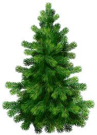 Real Christmas Tree Png Christmas Png Image Clipart Tree Clipart Tree Illustration Tree Drawing