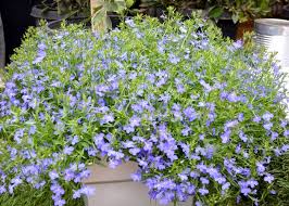 Image result for Lobelia thermalis