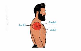 Well, unsurprisingly, swimming is the key. The Best Lifts For Building Broader Shoulders
