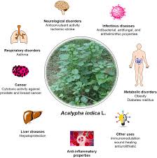 Image result for Acalypha fruticosa