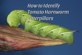 These insect pests feed on any type of plant in the nightshade family, but, as their name would suggest, they have a preference for tomatoes. How To Identify And Control Tomato Hornworm Caterpillars Dengarden