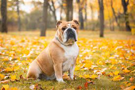 Englische bulldogge bully english bulldog evolution auto aufkleber hund folie. Englische Bulldogge Steckbrief Charakter Pflege Haltung