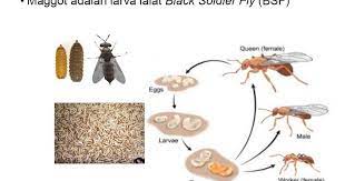 Budidaya maggot bikin untung di ranah peternakan dan pasar luas. Download Ebook Budidaya Maggot Cara Mudah Mendatangkan Lalat Bsf Dan Maggot Bsf Kabartani Proposal Program Mahasiswa Wirausaha Budidaya Maggot Bsf Sebagai Alternatif Pakan Lele Solusi Pengurai Sampah Organik Maggot