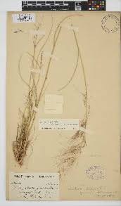 Image result for Aristida pilgeri