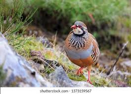 Image result for Alectoris rufa