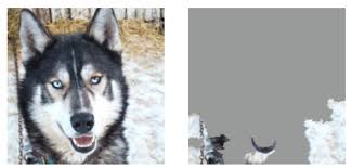 Veja mais ideias sobre cachorro, animais bebês, cães. A Husky On The Left Is Confused With A Wolf Because The Pixels On Download Scientific Diagram