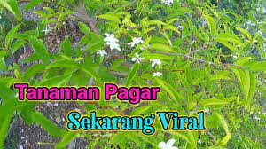 Mendongkel dan mengenal buah,biji dan bunga dari bahan bonsai anting putri yg wangi. Anting Putri Youtube