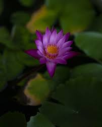 Image result for Nymphaea nouchali