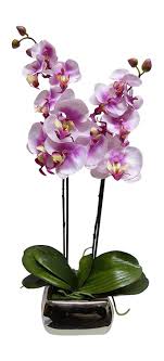 We did not find results for: Artificial Potted Plant 60cm Large Orchid Pink Flowers In A Silver P Uk Gardens Co Uk
