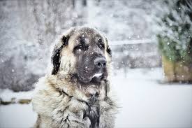 As always, it's important to maintain regular checkups (especially as your dog enters their senior years) so that any potential health issues are identified and treated as early as possible. Kangal Der Starkste Hund Der Welt Haustieretipps De