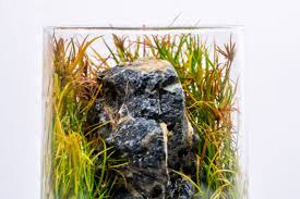 Image result for Teramnus repens