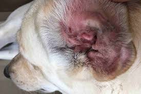 Image result for mold in the ear dog