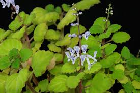 Image result for Plectranthus verticillatus