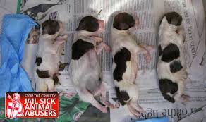 The mother dog will usually remove the umbilical cord of her puppies after their birth using her teeth. Cruelty Crusade Four Newborn Spaniel Puppies Dumped Like Rubbish Nature News Express Co Uk
