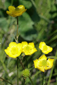 Image result for Ranunculus multifidus