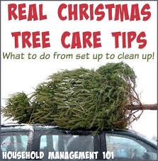 Real Christmas Tree Care Tips From Set Up To Clean Up Christmas Tree Care Live Christmas Trees Tree Care