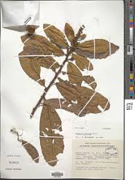 Image result for Hugonia elliptica