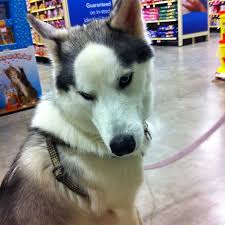 Pet alliance of greater orlando — 2727 conroy road in orlando; Petsmart Southpark Orlando Fl