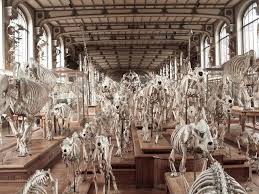 Can We Talk About Dinosaurs And The Jardin Des Plantes Vicki Archer Dinosaur Pictures Natural History History Museum