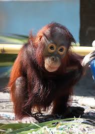 Baby Orangutan At The Phoenix Zoo Maymunlar Buyuk Kediler Ve Hayvanlar