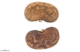 Image result for Tephrosia purpurea