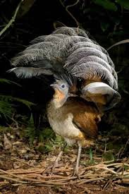 Bird That Sounds Like A Monkey Australia The Lyre Bird Australia Can Mimic Almost Any Sound Even Car Alarms And Camera Shutters Aves Exoticas Aves Raras Aves