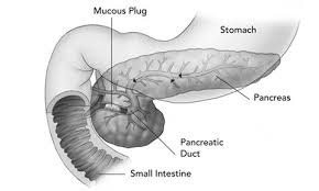 Cystic fibrosis foundation, about cystic fibrosis. The Digestive Tract Cf Foundation