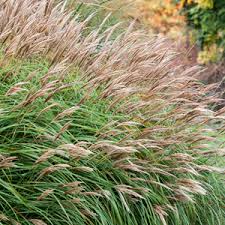Check spelling or type a new query. Miscanthus Sinensis Garden Express