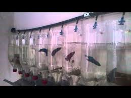 Betta Tpa Garrafa Pet Youtube In 2020 Betta Breeding Betta Fish Tank Betta Aquarium