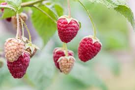 Image result for Rubus iringanus
