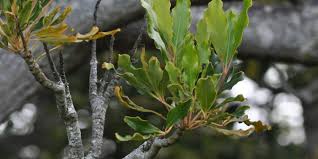 Image result for Neocussonia umbellifera