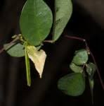 Image result for Macrotyloma rupestre × densiflo