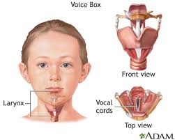 Voice Box Medlineplus Medical Encyclopedia Image