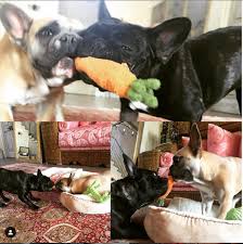 Celebrities like lady gaga, hugh jackman, and the rock have all been seen frolicking with their french bulldogs. Lady Gaga S Famous French Bulldog Celebrities And Their Pets Page A Day