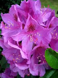 Rhododendron Freckles In Full Effect Flower Pictures Beautiful Flowers Flowers