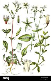 Image result for Caryophyllaceae